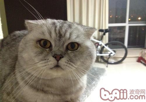 协助猫咪化毛的办法有哪些