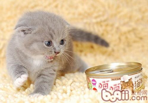 猫咪对四种滋味的喜爱