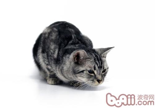 猫咪绝育手术后的护理关键