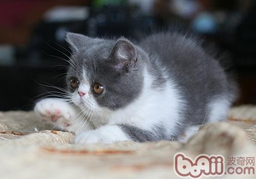 猫咪家居十大损害