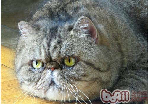 幼猫吃成猫的猫粮有什么影响