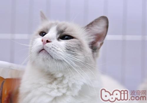 猫咪常常吐逆怎么回事