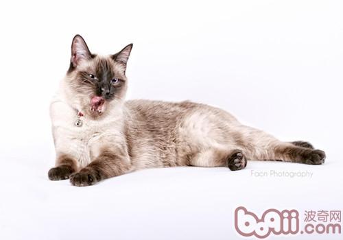 猫咪的根底美容有哪些
