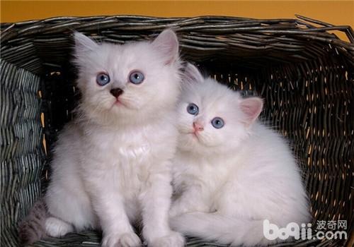 波斯猫的美容及护理办法