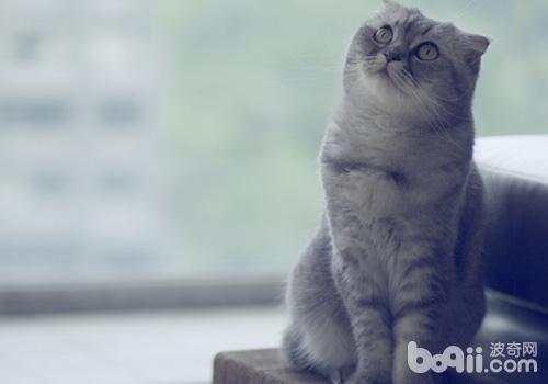 猫咪维护误区之胖点，再胖点？