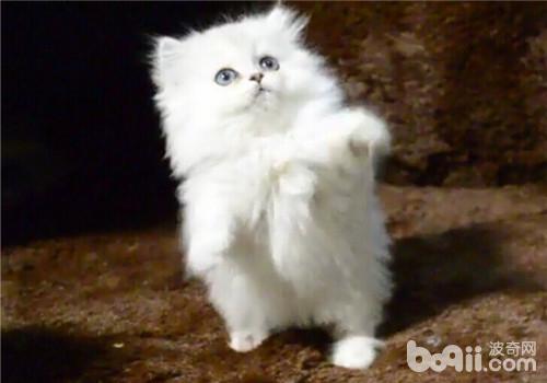 猫咪吐逆必定是患病了吗