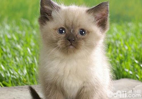 不一起期猫对猫粮的需求