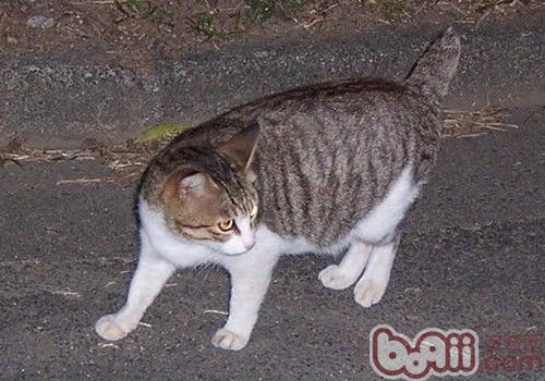 怎么选择健康的小猫