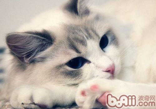 猫需求的首要养分成分有哪些