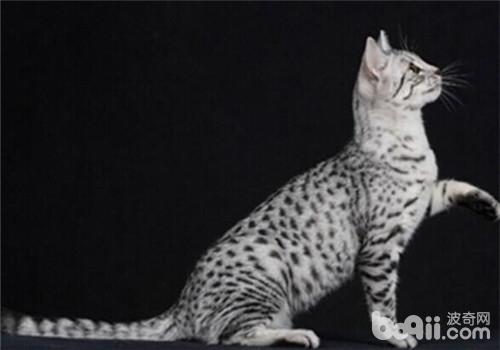 猫咪为什么不喜爱喝自来水呢