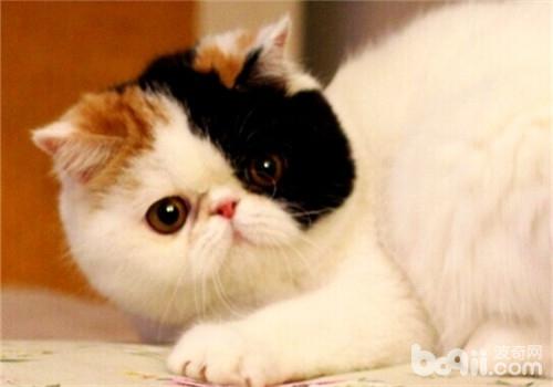猫咪疫苗接种失利需求从头接种吗