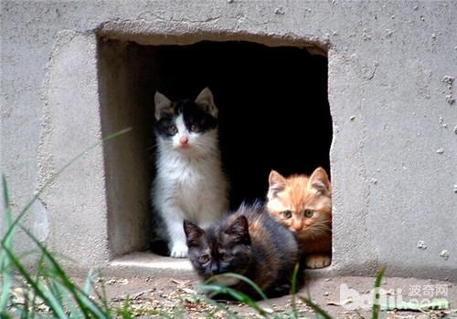 在哪儿给漂泊猫搭窝更适宜