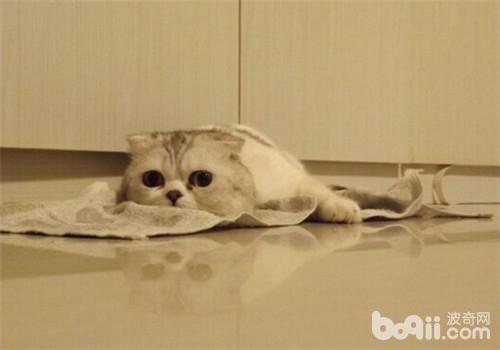 怎么防备母猫流产