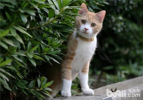 领养漂泊猫前需求考虑的问题