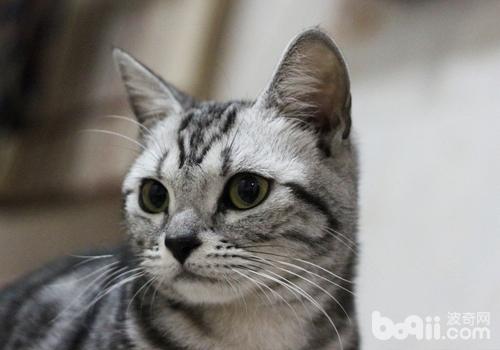定时给猫咪梳毛优点多