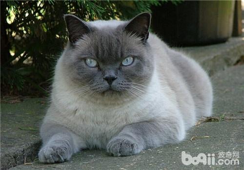 猫咪打针完疫苗的当天能否洗澡呢？