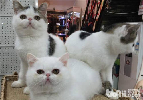 猫咪的野外运动之游水