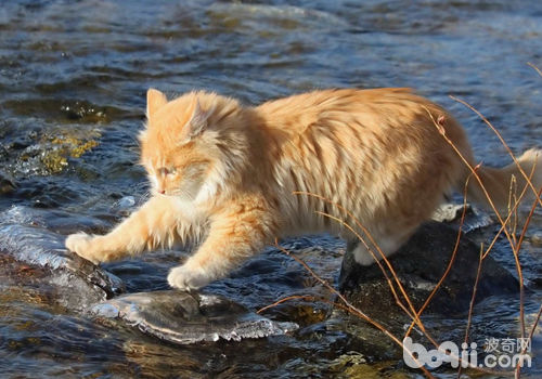 猫咪究竟怕不怕水