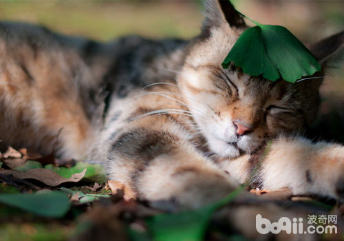重视领养漂泊猫的心思健康