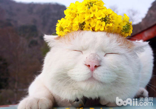 重视领养漂泊猫的心思健康