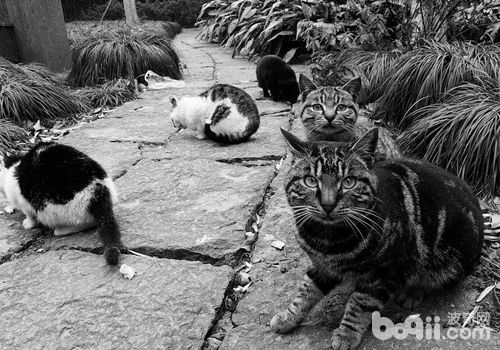 重视领养漂泊猫的心思健康