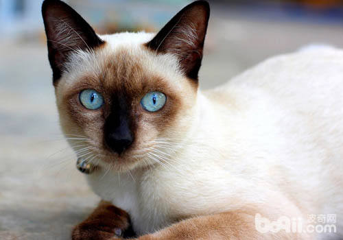猫咪有多聪明之取暖有好办法