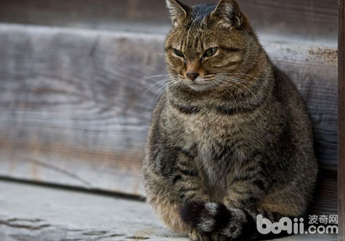 怎样判别猫咪是否肥壮需求操控