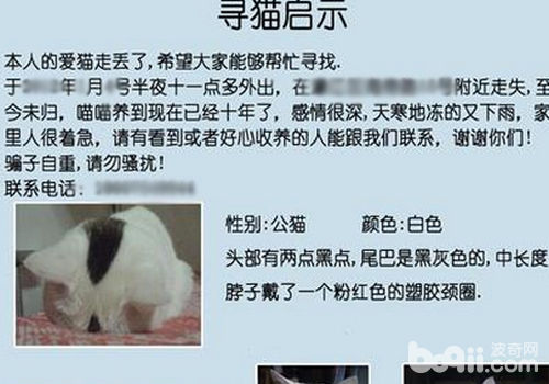 猫咪走丢怎么办