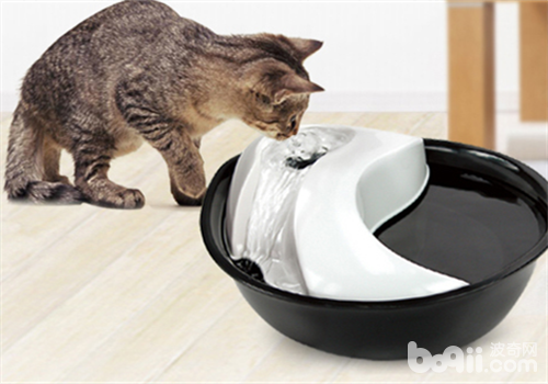 介绍十款合适猫咪的饮水器