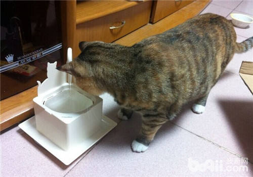 介绍十款合适猫咪的饮水器