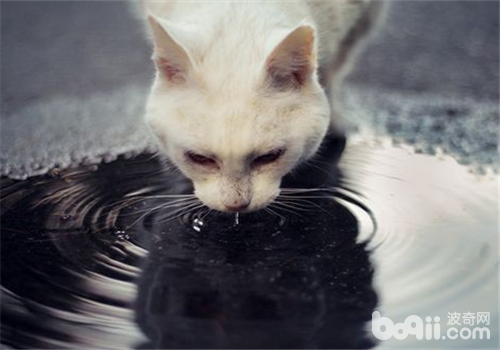 关于猫咪的那些饮水嗜好