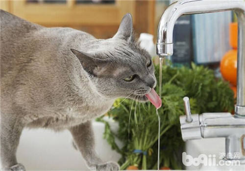 关于猫咪的那些饮水嗜好