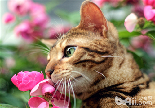 猫咪感觉器官与特别器官的具体介绍
