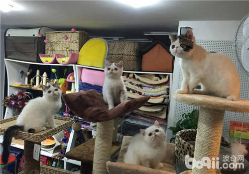 异国短毛猫掉毛原因及处理办法