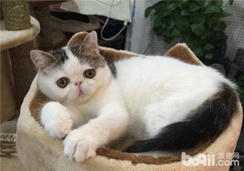 异国短毛猫掉毛原因及处理办法