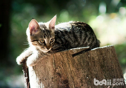 猫咪在什么样的状况下会伸爪子