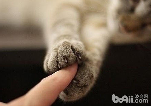 猫咪在什么样的状况下会伸爪子