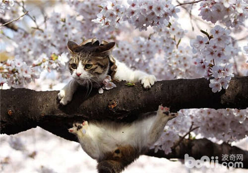 猫咪喜爱高处的原因之坐山观虎斗避免意外