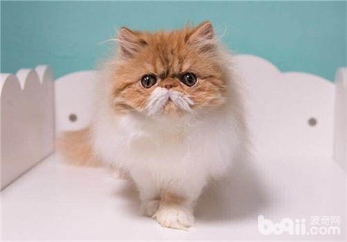 新年寄养猫咪须知