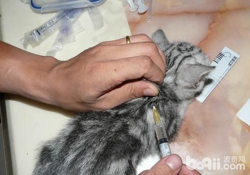 提早或拖延为猫咪打针疫苗影响大吗