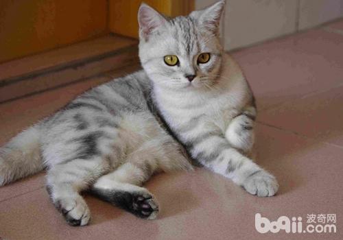 导致猫咪不喜爱用猫砂的原因有哪些