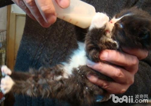 猫咪为什么喜爱乱抓东西