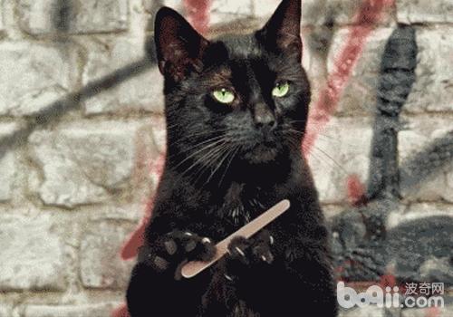 猫咪为什么喜爱乱抓东西