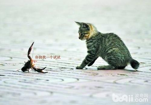 猫咪为什么喜爱乱抓东西