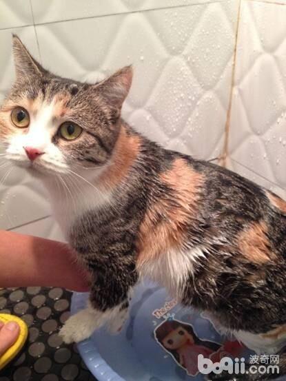 在家给猫咪洗澡的那些事你真都知道吗 ——除了防着凉、用专用沐浴露外还要留意什么