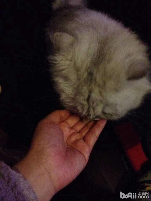 猫奴有必要注重的几件事之新来的猫咪不吃猫粮