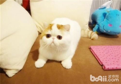 为什么抚摸猫咪时猫咪会遽然争吵