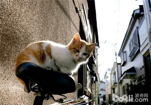坐山观虎斗照料肠胃灵敏的猫咪