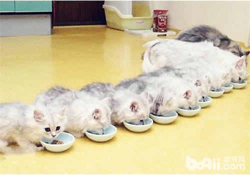 多大的猫算成猫？猫多大能够吃成猫粮？