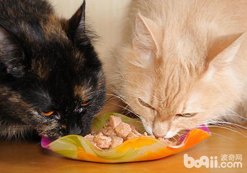 酸化食物对猫咪有什么优点